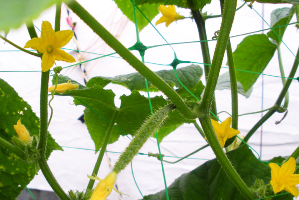 Сітка натяжна, PLANT NET, 8 г-м&sup2;, 15x17см, 2x10м, AS-CN08151720010